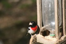 Rose breasted grossbeak